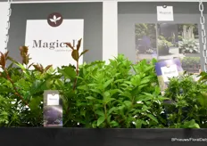 Magical Garden Plant is the new line of Kolster and consists of 5 garnden plants:  Photinia Magical Volcano, Magical Sunset, Magical Andes, Magical Delight and ryngium Magical Blue Globe.